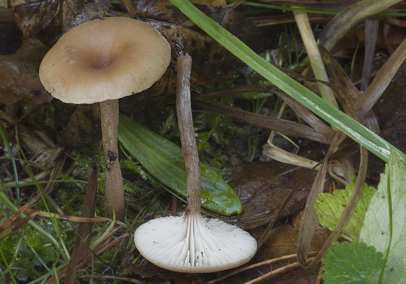 Pseudoomphalina compressipes